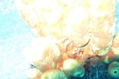 IMG_0334-.Medium