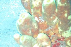 IMG_0335-.Medium
