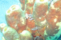 IMG_0337-.Medium