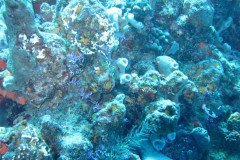 IMG_0338-.Medium