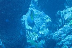 IMG_0339-.Medium