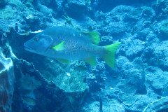 IMG_0340-.Medium