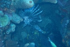 IMG_0343-.Medium