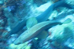 IMG_0353-.Medium
