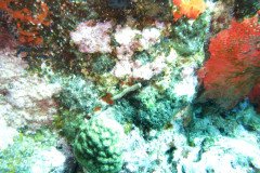 IMG_0356-.Medium