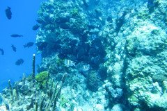 IMG_0357-.Medium