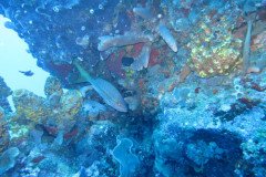 IMG_0358-.Medium