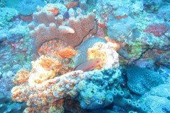 IMG_0361-.Medium