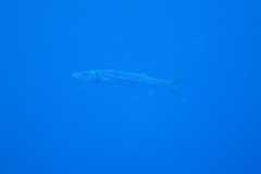 IMG_0362-.Medium