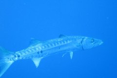 IMG_0364-.Medium