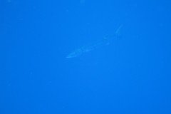 IMG_0365-.Medium