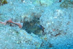 IMG_0367-.Medium