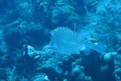 IMG_0368-.Medium