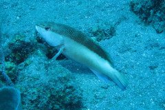 IMG_0369-.Medium