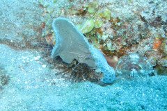 IMG_0371-.Medium