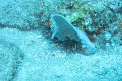 IMG_0372-.Medium