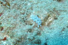 IMG_0373-.Medium