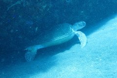 IMG_0378-.Medium