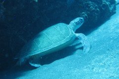IMG_0380-.Medium