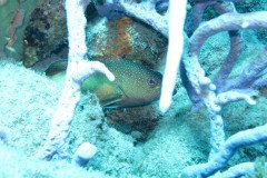 IMG_0382-.Medium