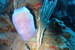 IMG_0399-.Medium