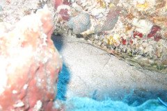 IMG_0402-.Medium