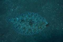 IMG_0411-.Medium