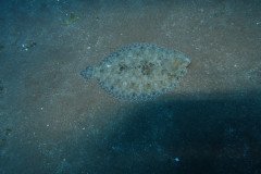 IMG_0412-.Medium