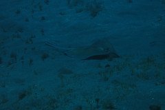 IMG_0413-.Medium