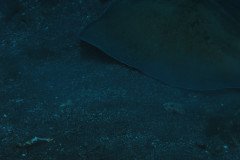 IMG_0415-.Medium