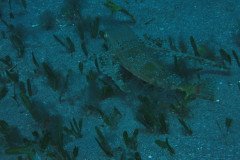 IMG_0416-.Medium