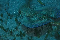 IMG_0417-.Medium