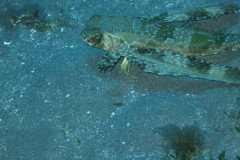 IMG_0418-.Medium