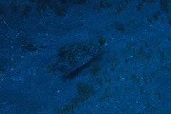 IMG_0420-.Medium