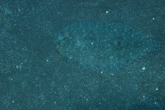 IMG_0421-.Medium