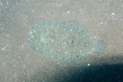 IMG_0422-.Medium