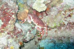 IMG_0423-.Medium