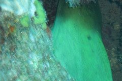 IMG_0427-.Medium
