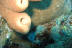 IMG_0428-.Medium