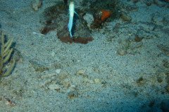 IMG_0440-.Medium
