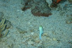 IMG_0441-.Medium