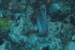 IMG_0442-.Medium