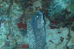 IMG_0443-.Medium