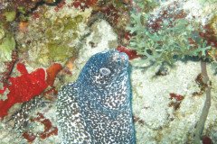 IMG_0444-.Medium
