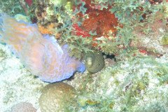 IMG_0445-.Medium