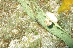 IMG_0447-.Medium