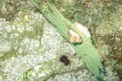 IMG_0448-.Medium
