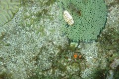 IMG_0449-.Medium