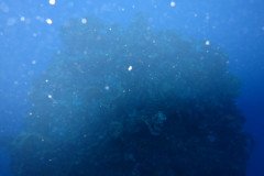 IMG_0450-.Medium