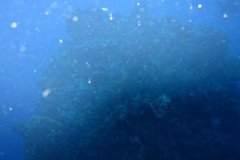IMG_0451-.Medium